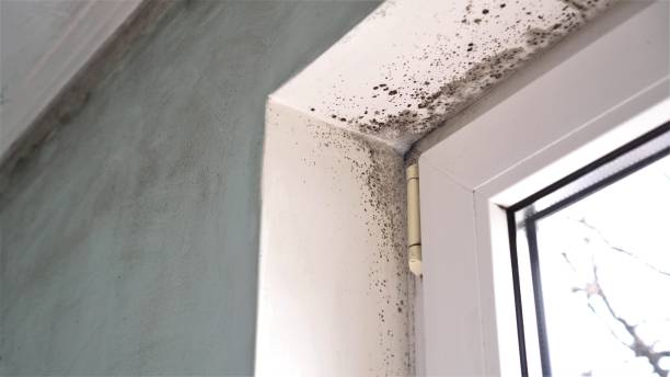 Best Attic Mold Remediation in North Lakeport, CA