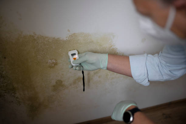 Best Commercial Mold Remediation in North Lakeport, CA