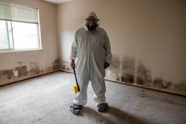 Best Black Mold Remediation in North Lakeport, CA