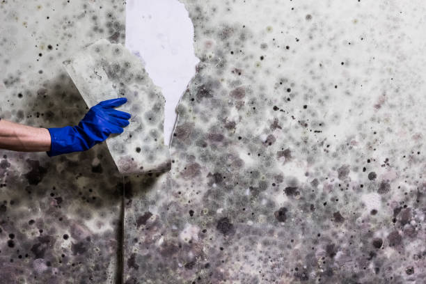 Best Residential Mold Remediation in North Lakeport, CA